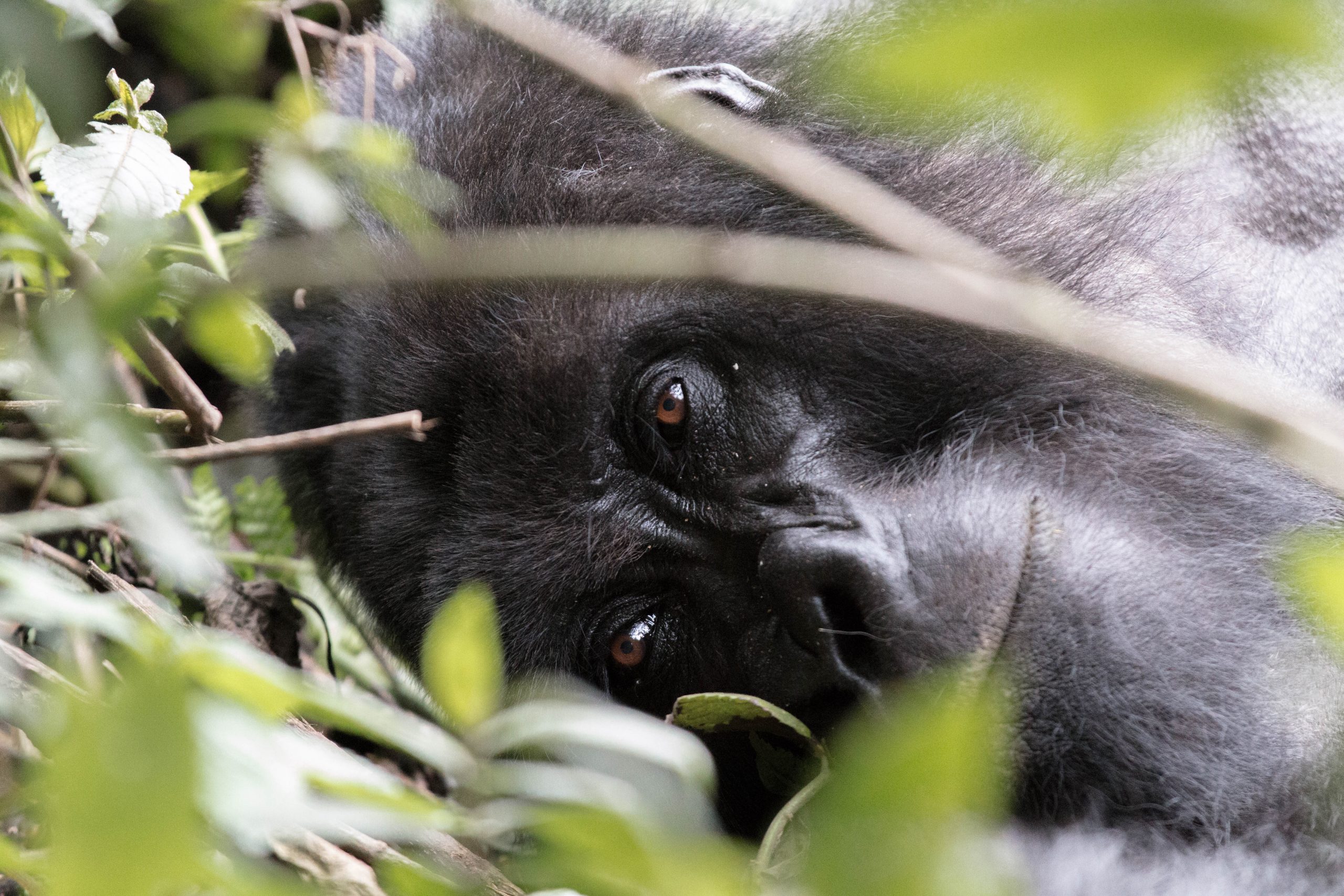 You are currently viewing The Priceless Experience of Gorilla Trekking: