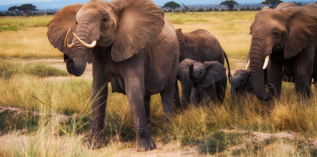 african safari in august