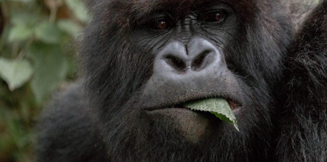 Affordable Gorilla trekking Holidays