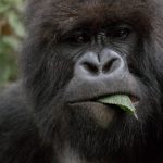 Affordable gorilla trekking holidays