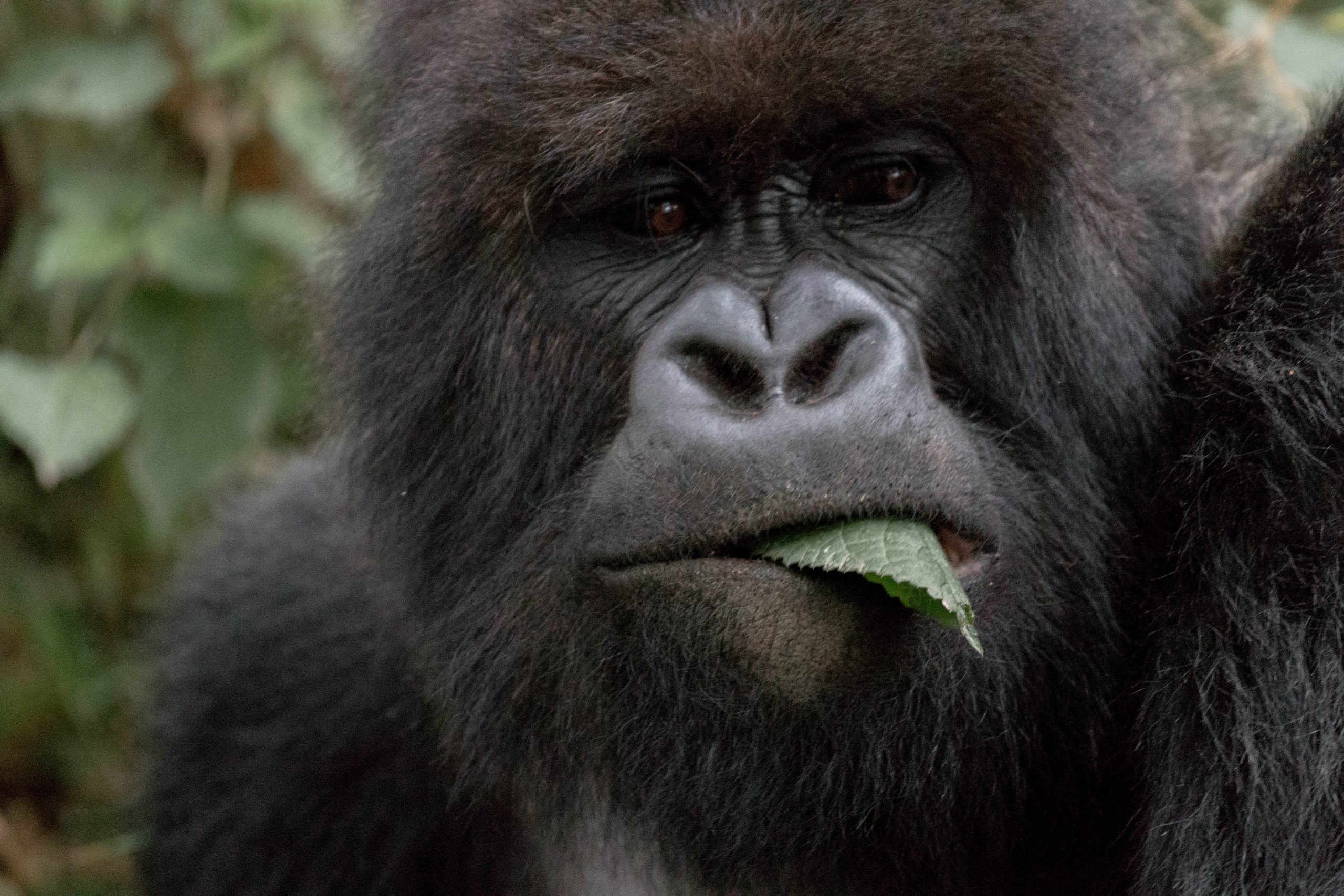 Read more about the article Affordable gorilla trekking holidays