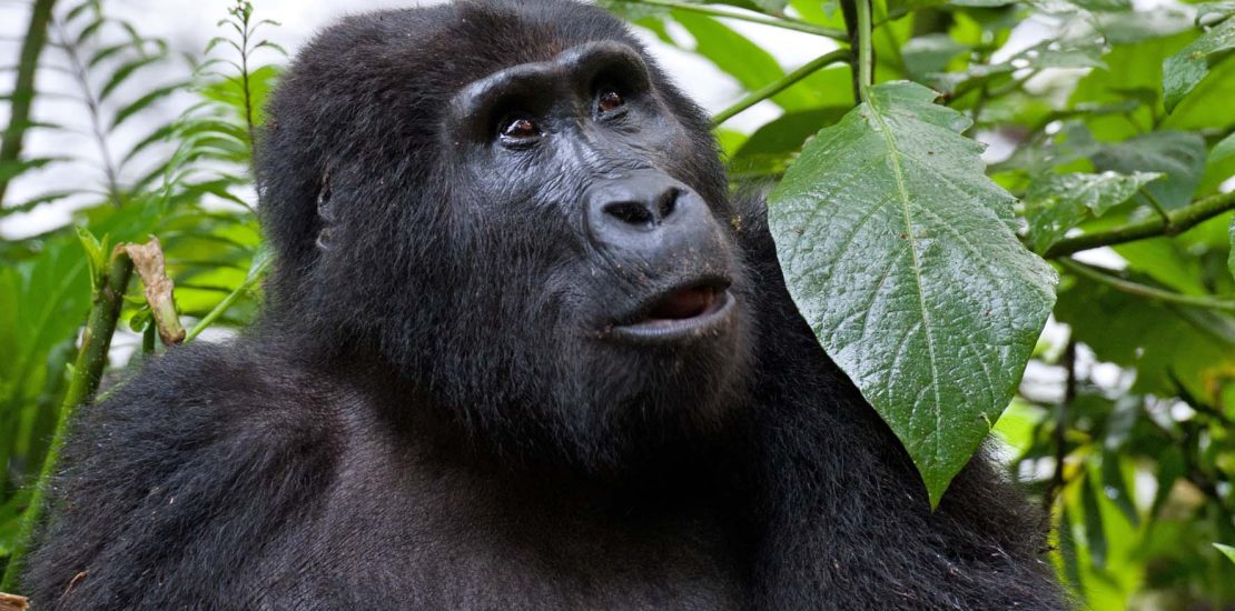 Silverback Gorilla Trekking Tours in Uganda.