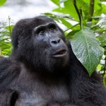 Silverback Gorilla Trekking Tours in Uganda.