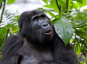 habituated gorilla families