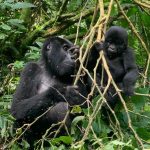 Bwindi mountain gorilla trekking adventures.