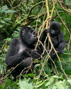 Read more about the article Bwindi mountain gorilla trekking adventures.