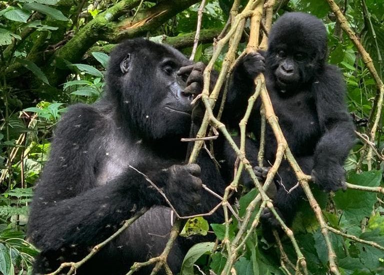 Bwindi mountain gorilla trekking adventure