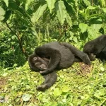    What to do before gorilla trekking.