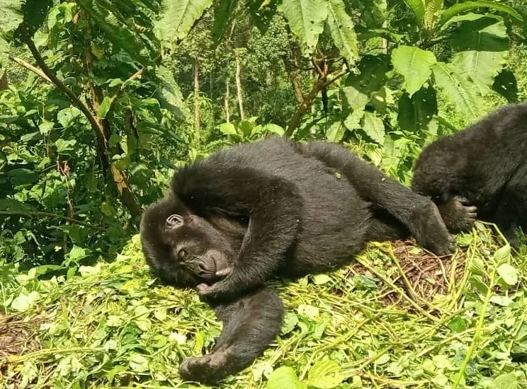 What to do before Gorilla trekking