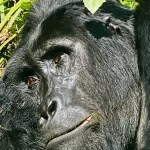 3 Days Rwanda Gorilla Tour