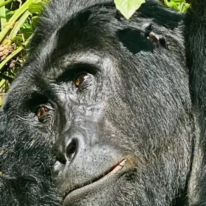 Read more about the article 3 Days Rwanda Gorilla Tour