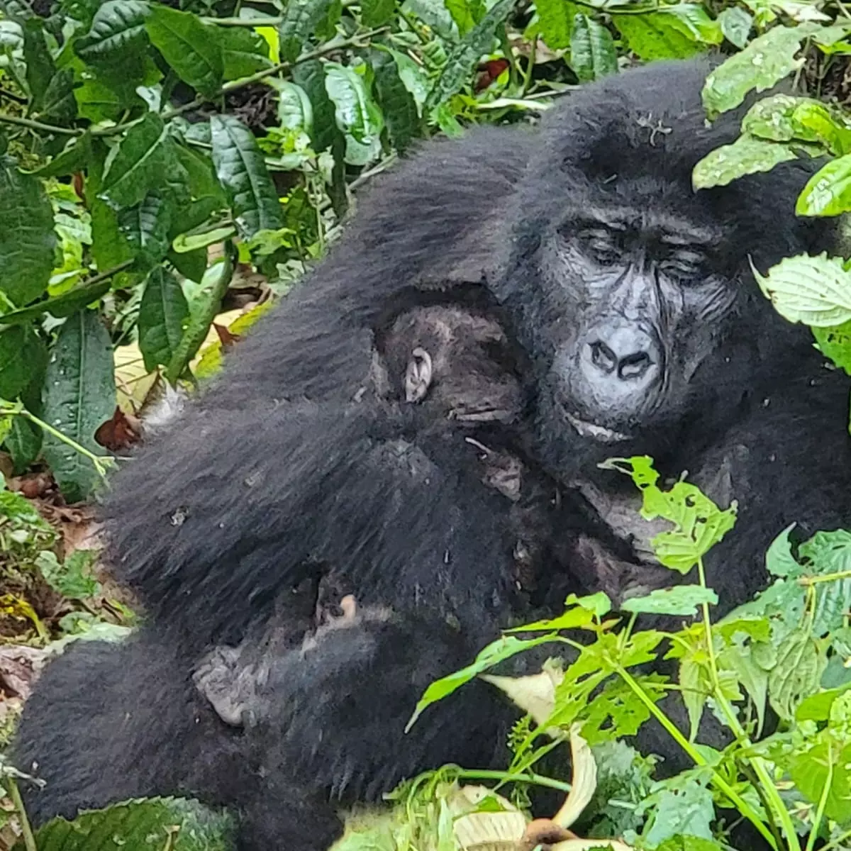 Read more about the article The Ultimate Guide to Gorilla Trekking in Mgahinga: