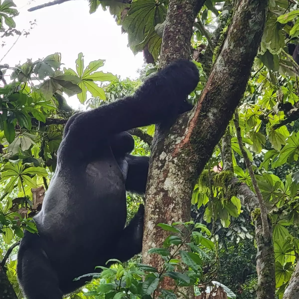 You are currently viewing How to book a gorilla tracking safari to Uganda?