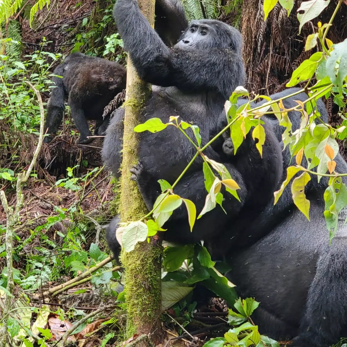 You are currently viewing what else can I see besides gorilla trekking?