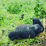 where can i trek mountain gorillas in Uganda.