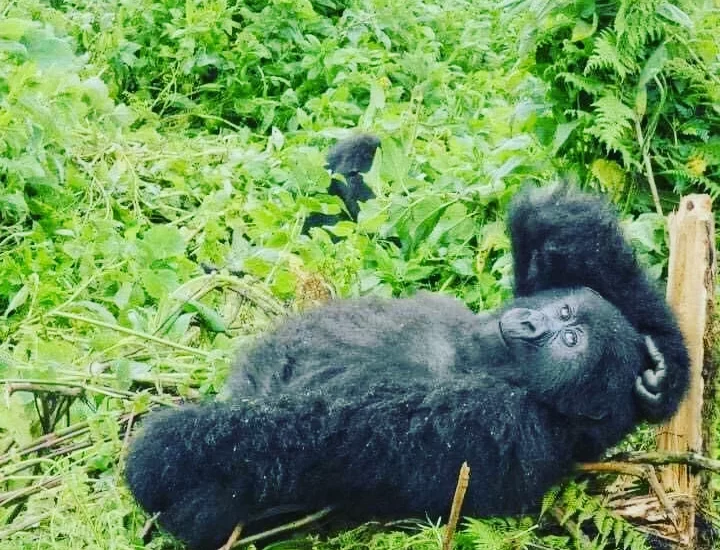 where can i trek gorillas in uganda