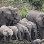  African safaris in October.