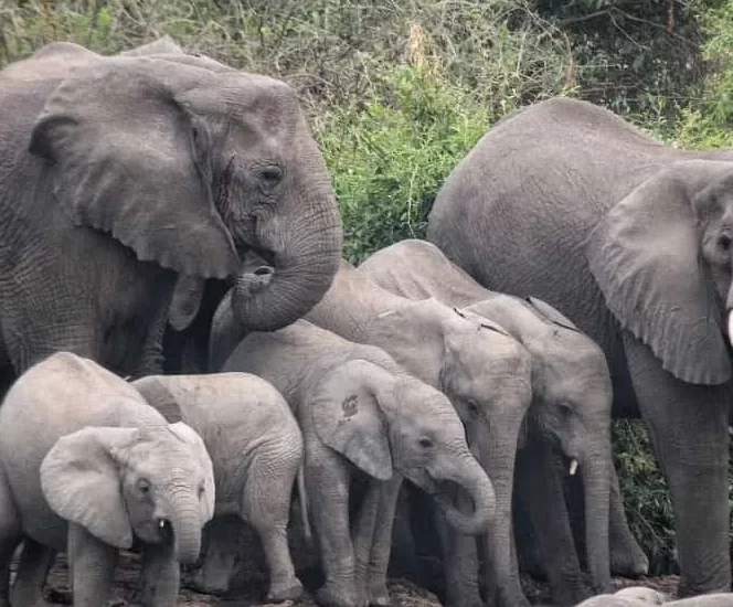 African Safari in October