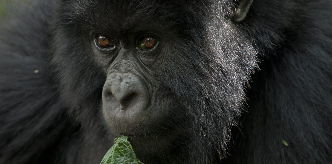 4 Days Rwanda gorilla trekking