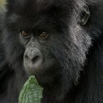 4 Days Rwanda  Gorilla Trekking