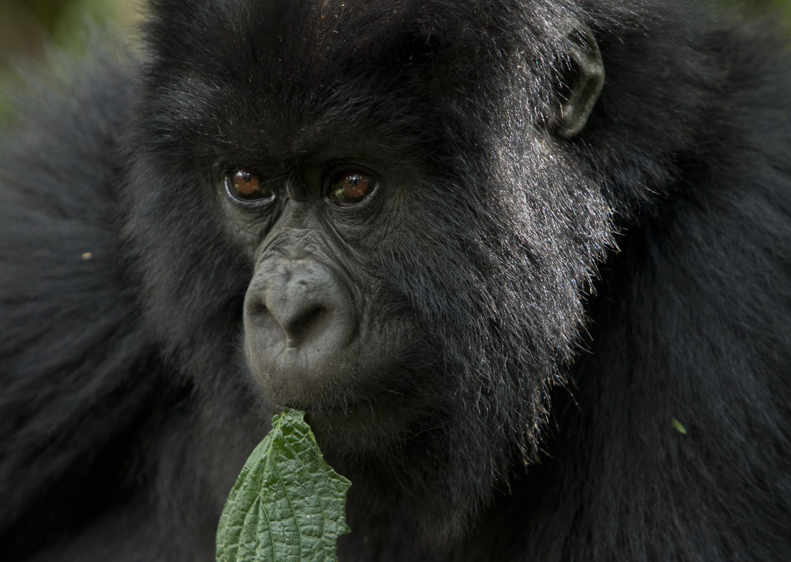 You are currently viewing 4 Days Rwanda  Gorilla Trekking