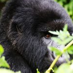 Closeness and connection to see the gorillas.