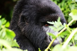 Read more about the article Closeness and connection to see the gorillas.