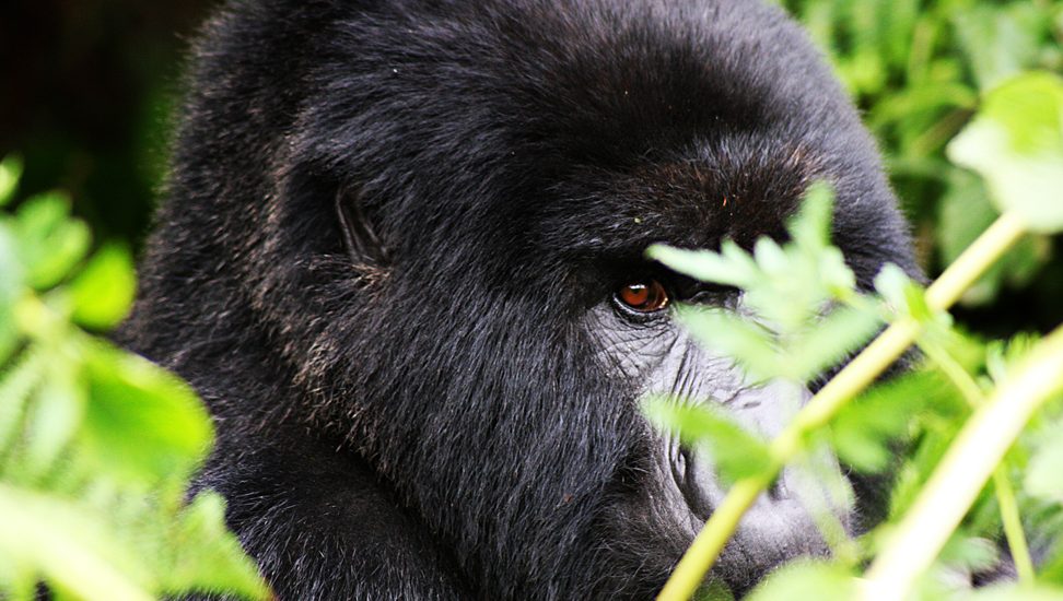 closeness to see a gorilla