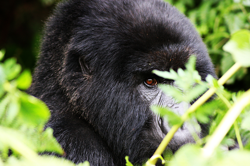 You are currently viewing Closeness and connection to see the gorillas.