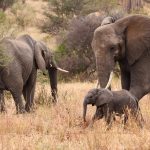 Budget safaris to Queen Elizabeth National Park.