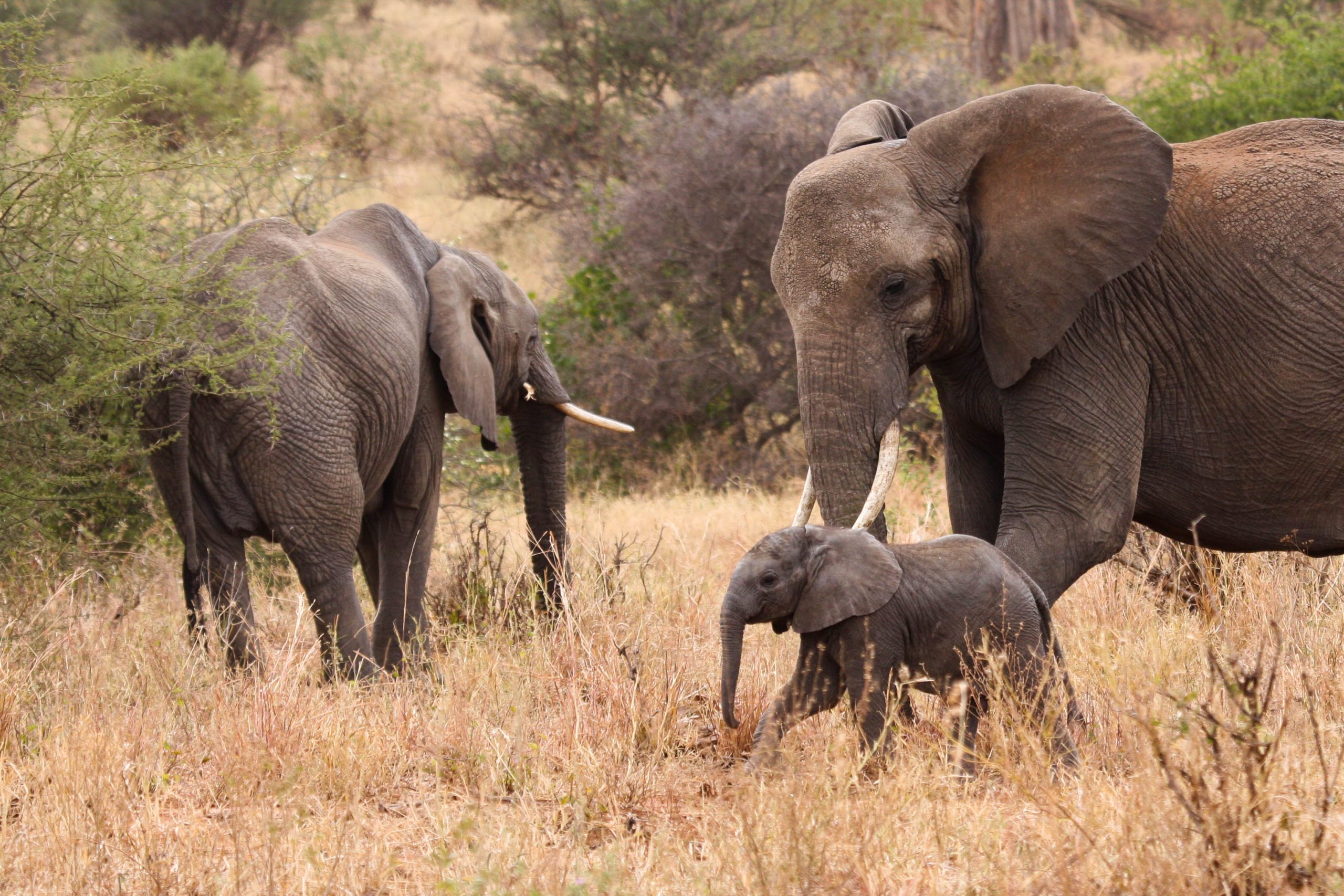 Read more about the article Budget safaris to Queen Elizabeth National Park.