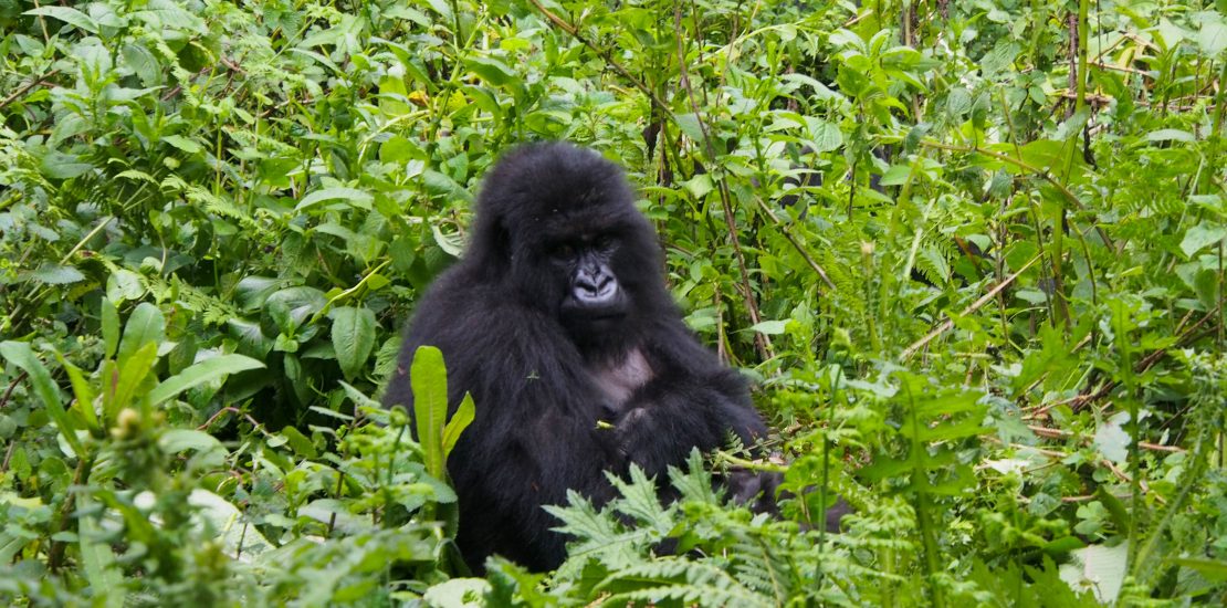 2 days rwanda,uganda gorilla trek.