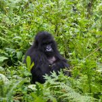 Booking Rwanda gorilla permit 2024-2025.