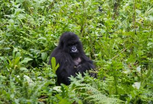 Read more about the article Booking Rwanda gorilla permit 2024-2025.