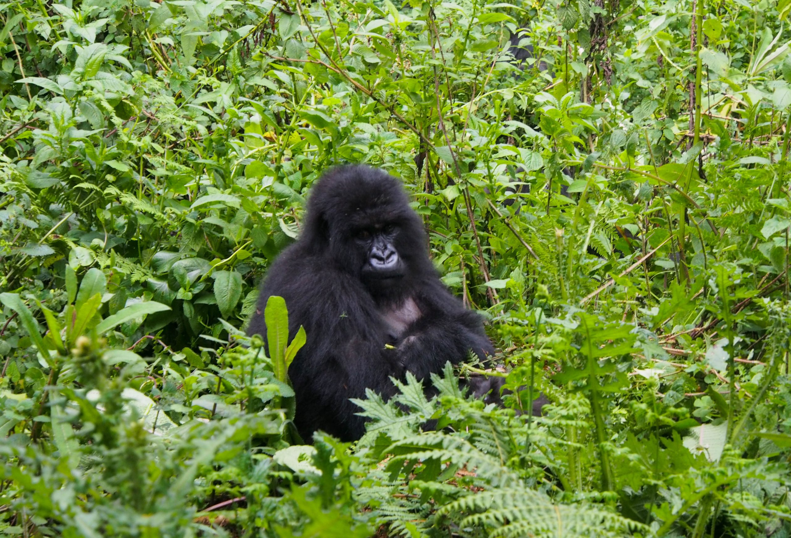 You are currently viewing Booking Rwanda gorilla permit 2024-2025.