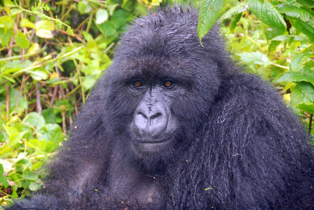 can people with disabilities see gorillas