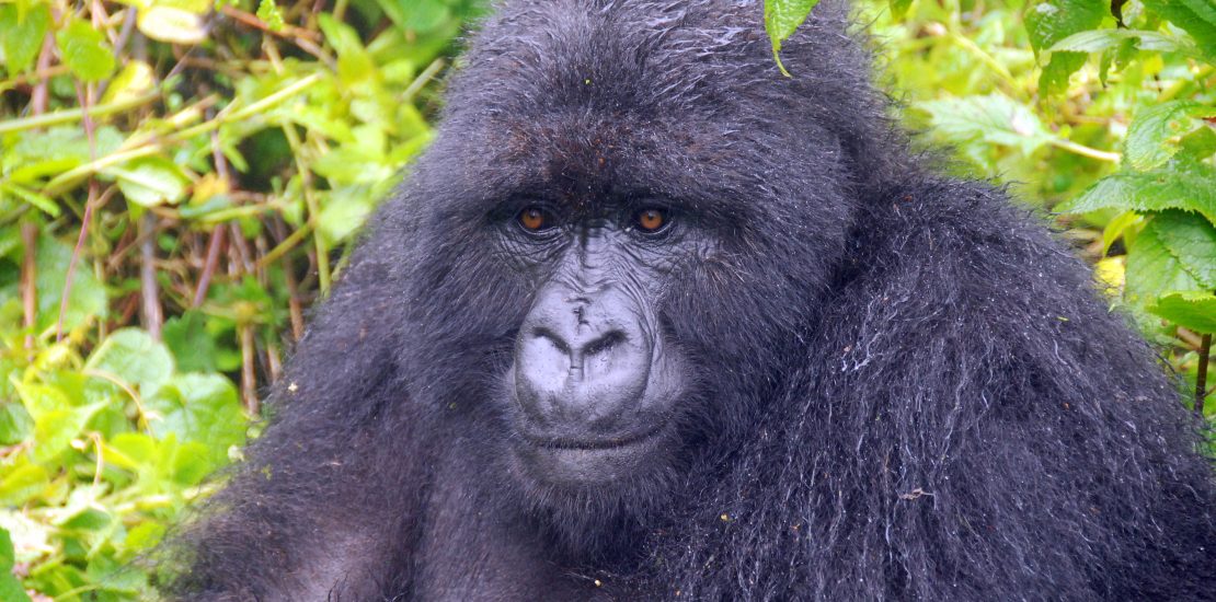 can people with disabilities see gorillas