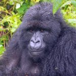 Can a person with disabilities trek mountain gorillas.