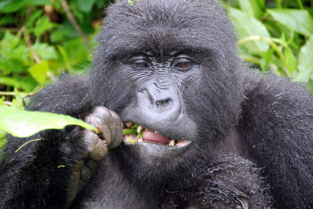 are there mountain gorillas in zoos