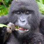 ARE THERE MOUNTAIN GORILLAS IN ZOOS.