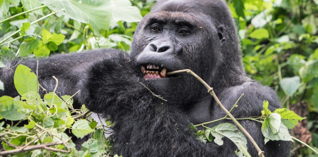 why did Rwanda increased gorilla permit price?