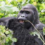 Why did Rwanda increased Gorilla permit price?