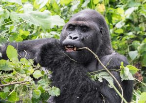 Read more about the article Why did Rwanda increased Gorilla permit price?