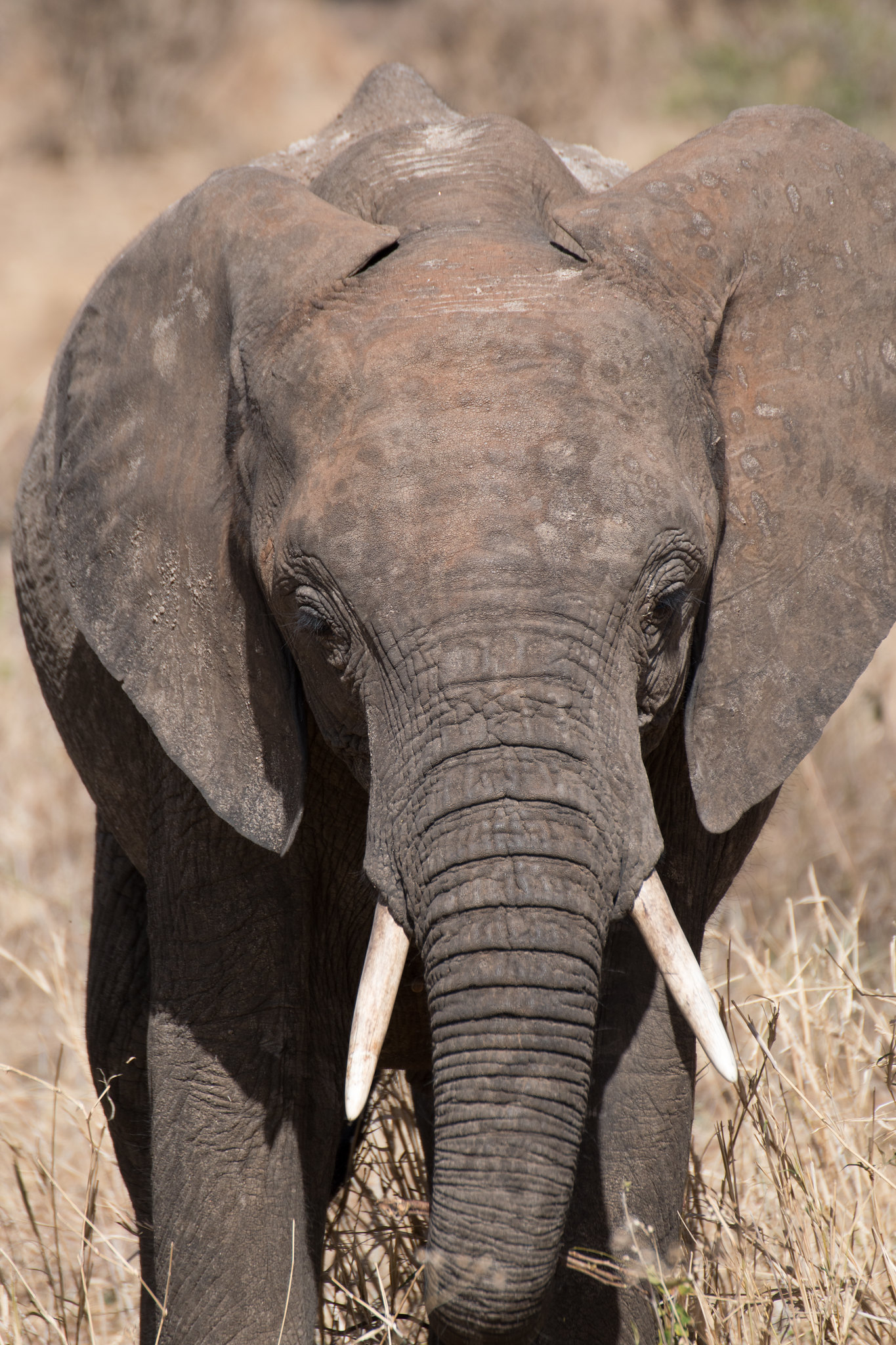 You are currently viewing African safari in September.