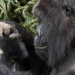 how many mountain gorillas are there?