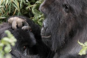 Read more about the article how many mountain gorillas are there?