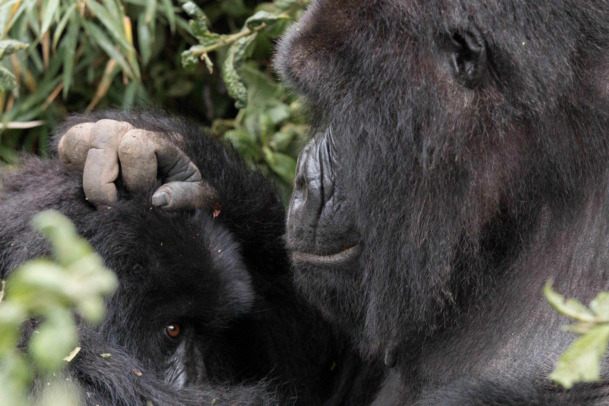 You are currently viewing how many mountain gorillas are there?