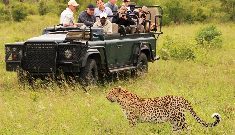 African safaris in November.