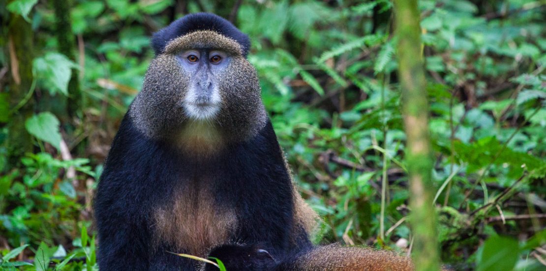 Golden monkey tracking in Rwanda