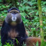 3 Days Bwindi Gorillas and Rwanda Golden monkeys from Kigali